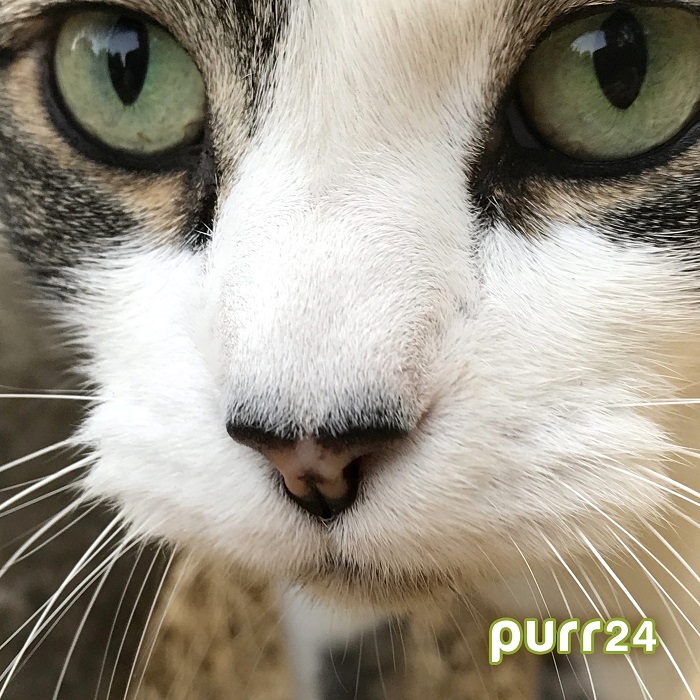 Projekt Artists — Purr24