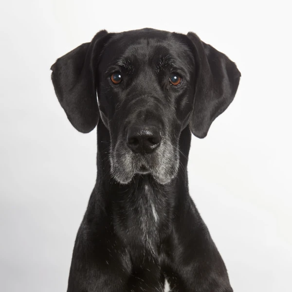 Andy Toomey — Heidi