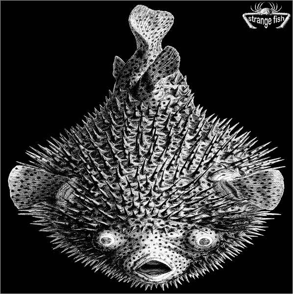 Strange Fish Five Cover art