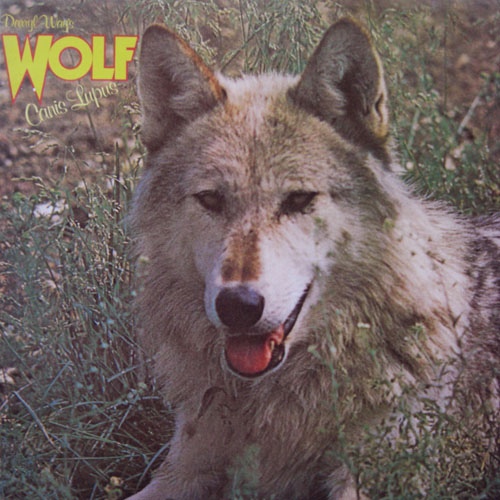 Darryl Way's Wolf — Canis Lupus